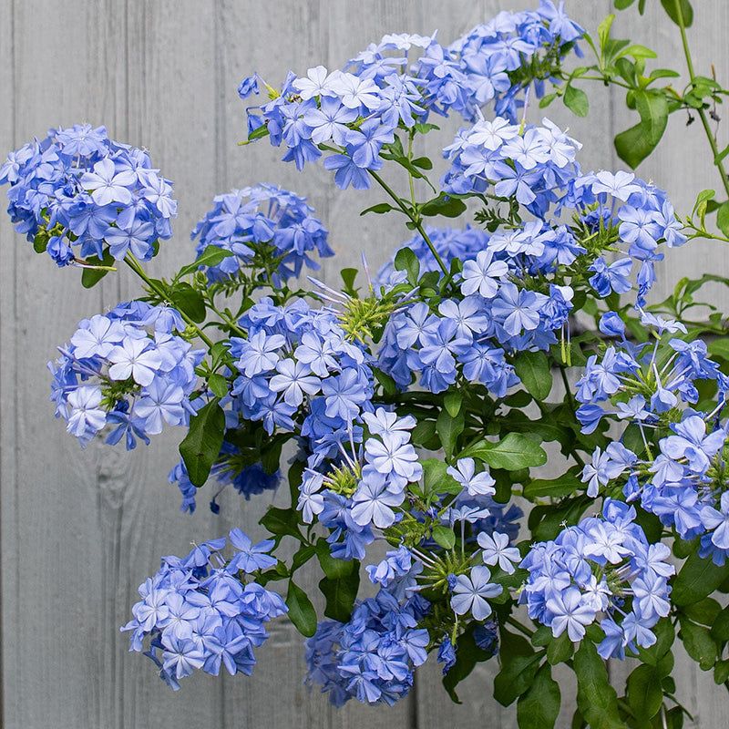 8 Low-Maintenance Shrubs Florida Homeowners Love For Easy Color 6 Plumbago