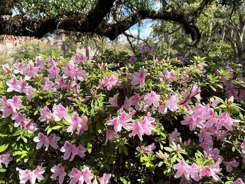 Azalea (Florida-Friendly Varieties)