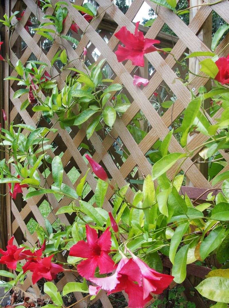 Flowering Vines That Climb Beautifully in Florida Heat 3 Mandevilla
