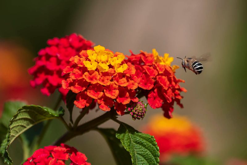 Lantana