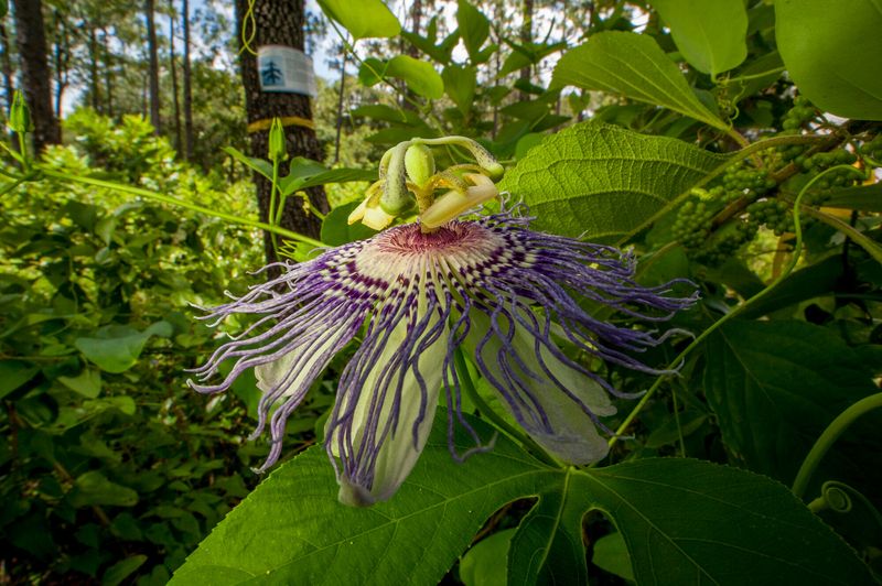 Passion Vine (Passiflora)