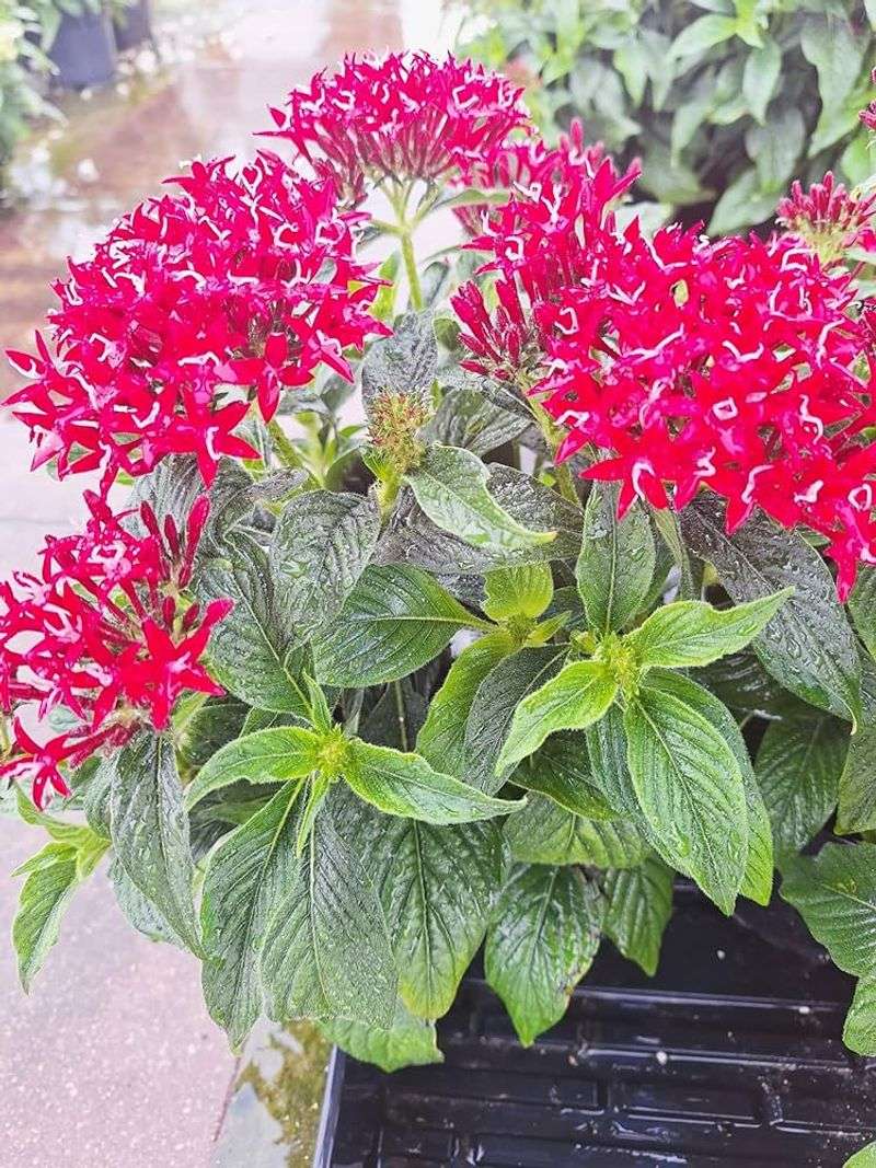 Pentas