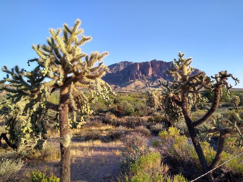 Wildlife Watching Opportunities