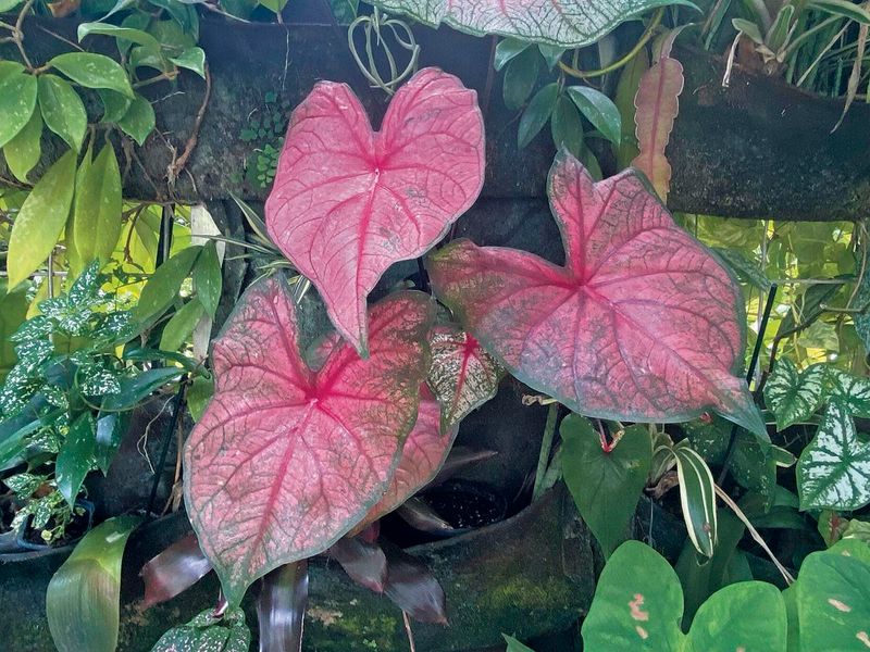 Caladium
