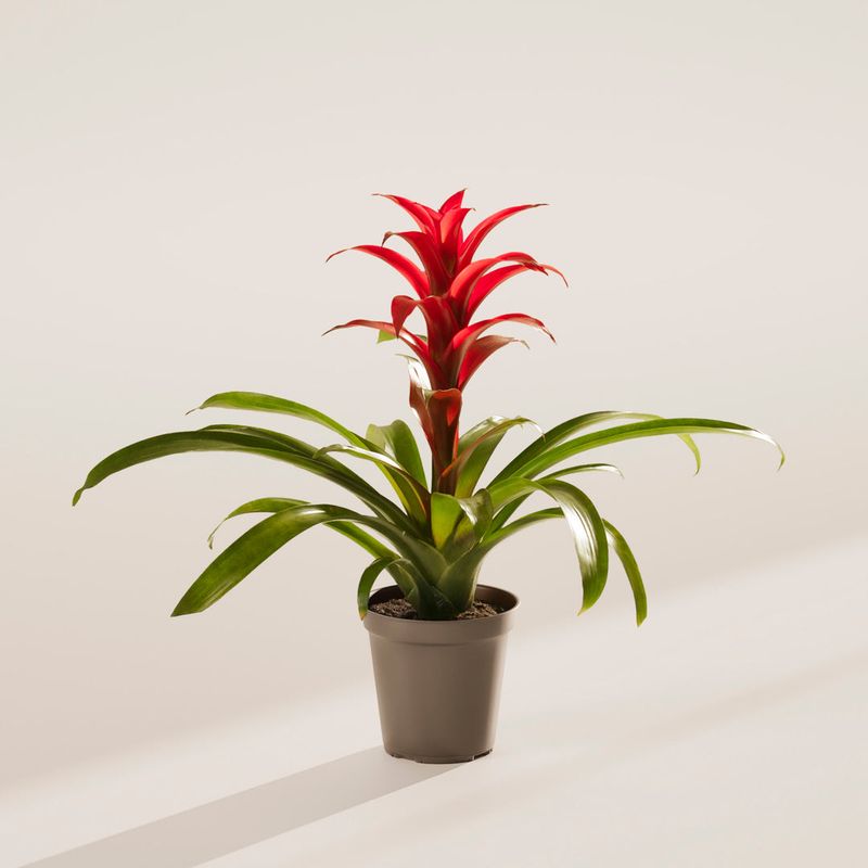 Bromeliad