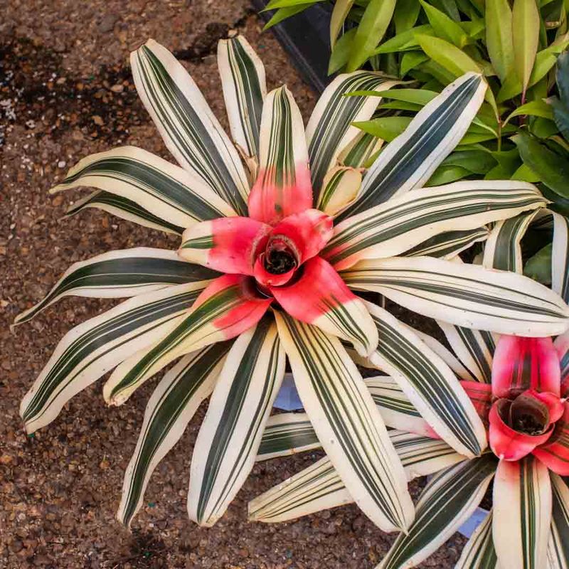 Bromeliad