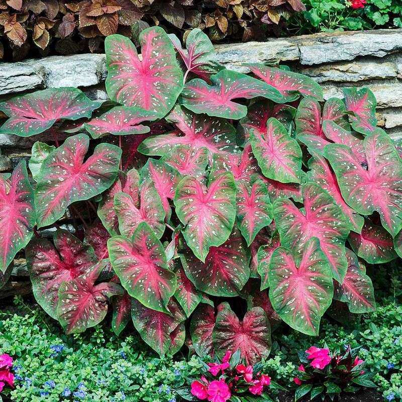 Florida Plants That Do Well in the Shade Without Much Attention 5 Caladium