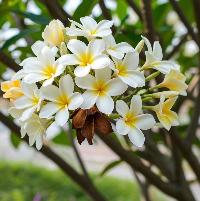 Plumeria