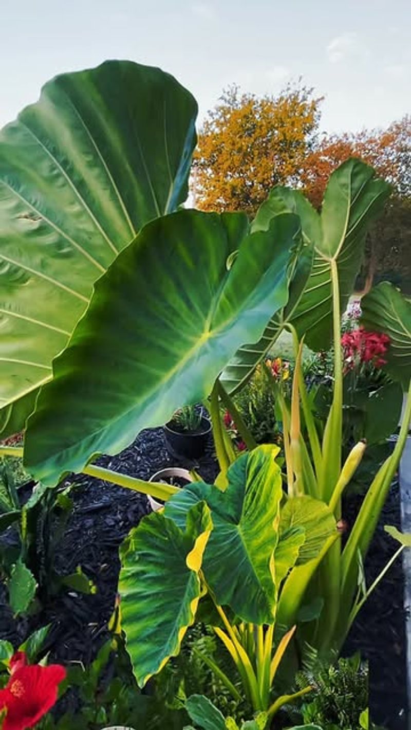 Elephant Ear