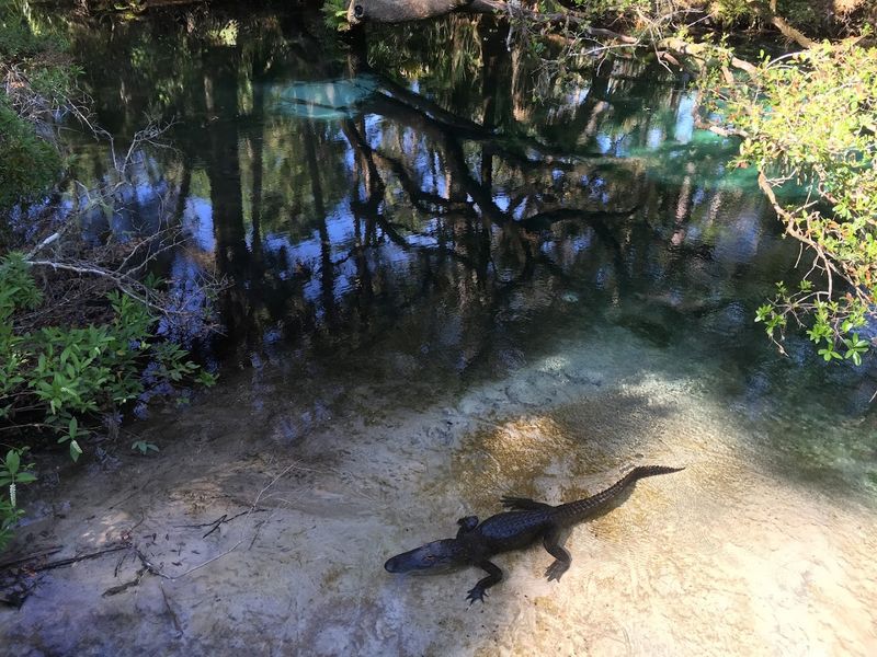 Lush Ferns and Forest Scenery Surrounding the Spring