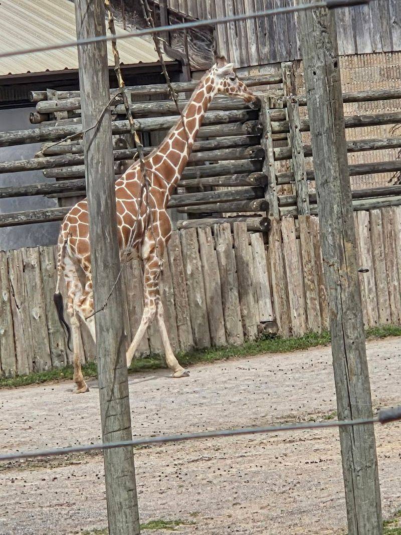 Red Wolf Habitat and Why It Matters More Than You Think