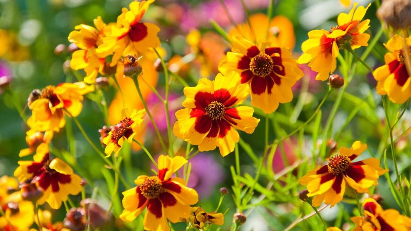 Coreopsis