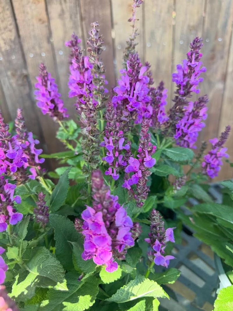 Salvia