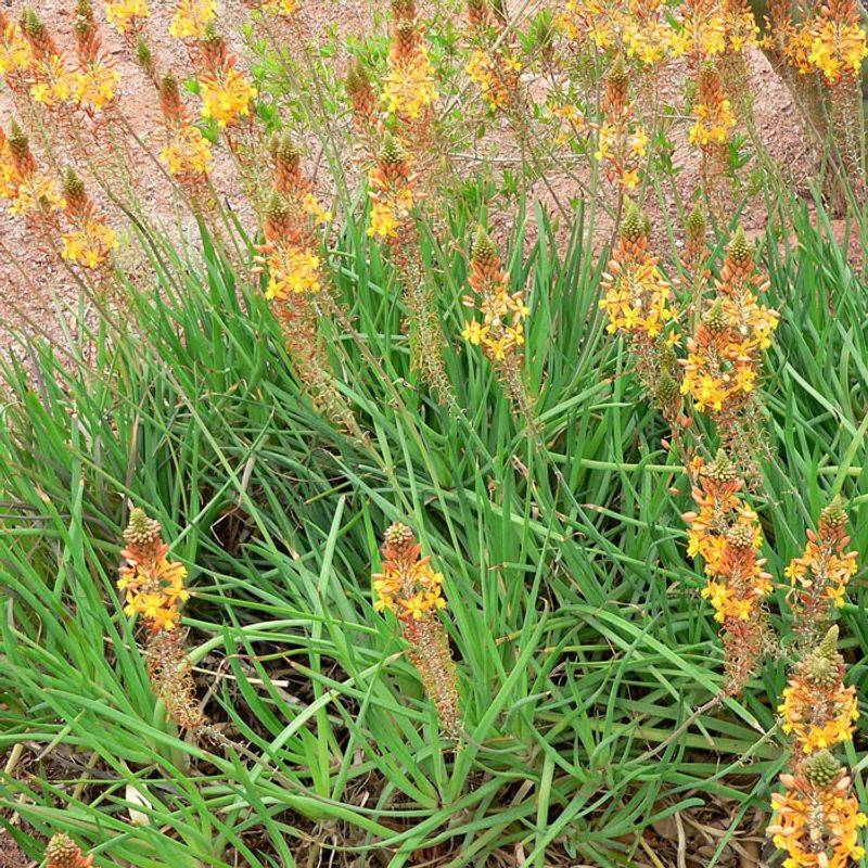 Bulbine
