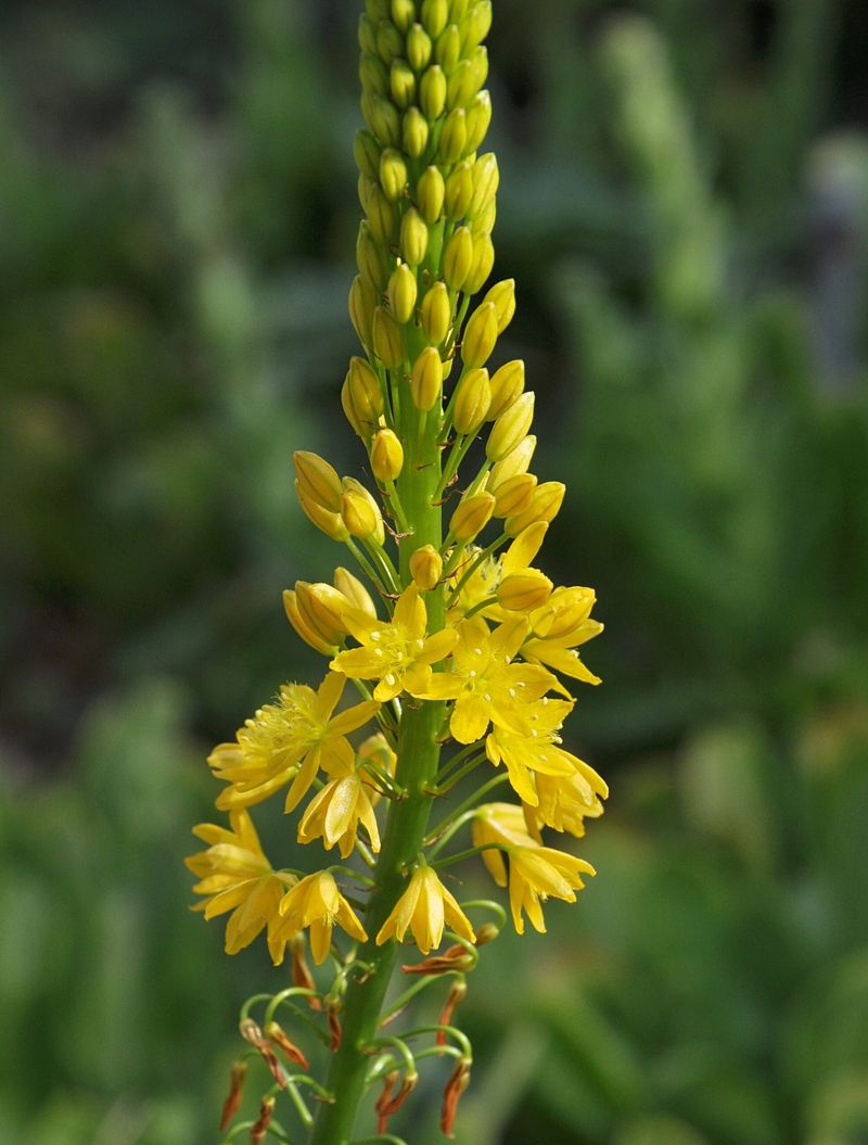 Bulbine