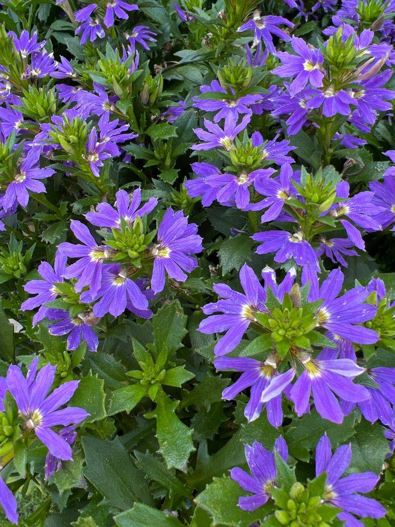 Scaevola