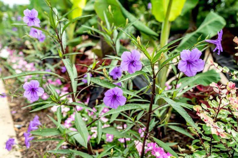 Ruellia