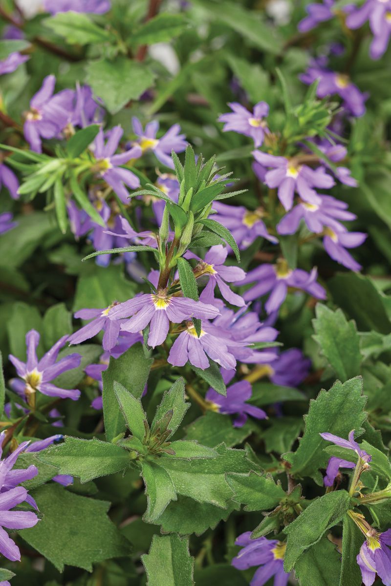 Scaevola