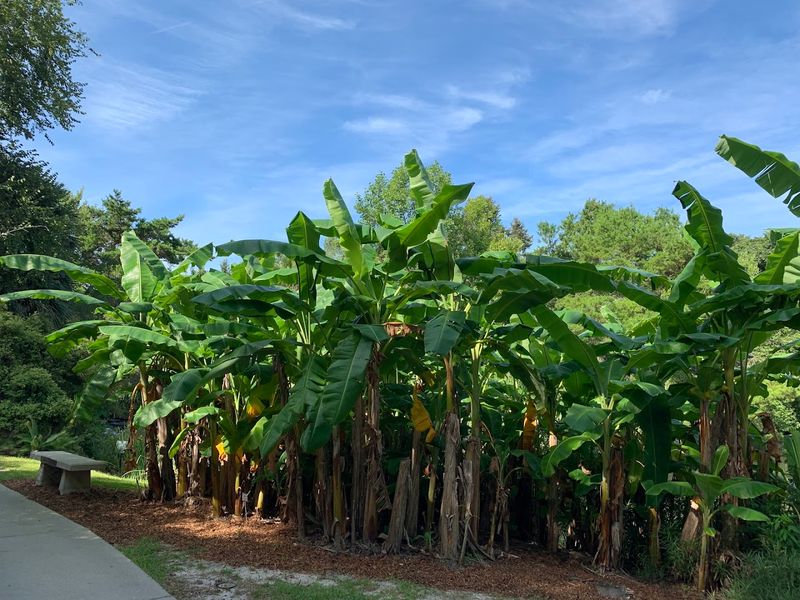 Fruit Trees and Edible Plants You Would Not Expect