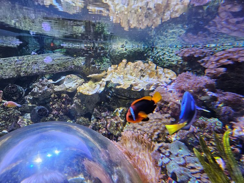 SEA LIFE Arizona Aquarium - Tempe, Arizona