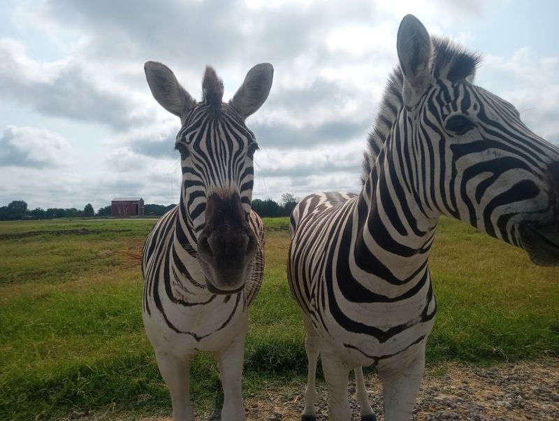 The Zebras That Will Straight-Up Rob You