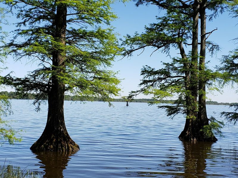 Tennessee Stops That Show There’s More to the State Than Nashville 15 Reelfoot Lake State Park - Tiptonville, Tennessee