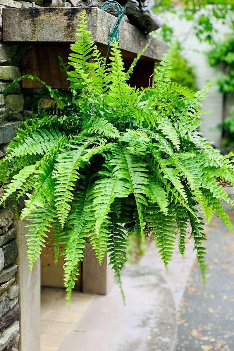 Florida Plants That Do Well in the Shade Without Much Attention 6 Boston Fern