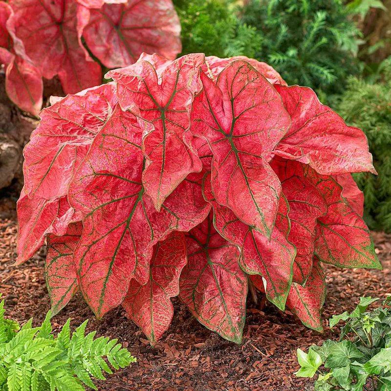 Caladium