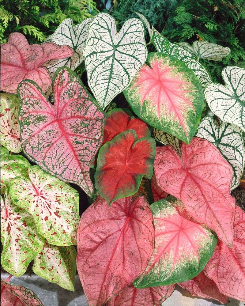 Caladium