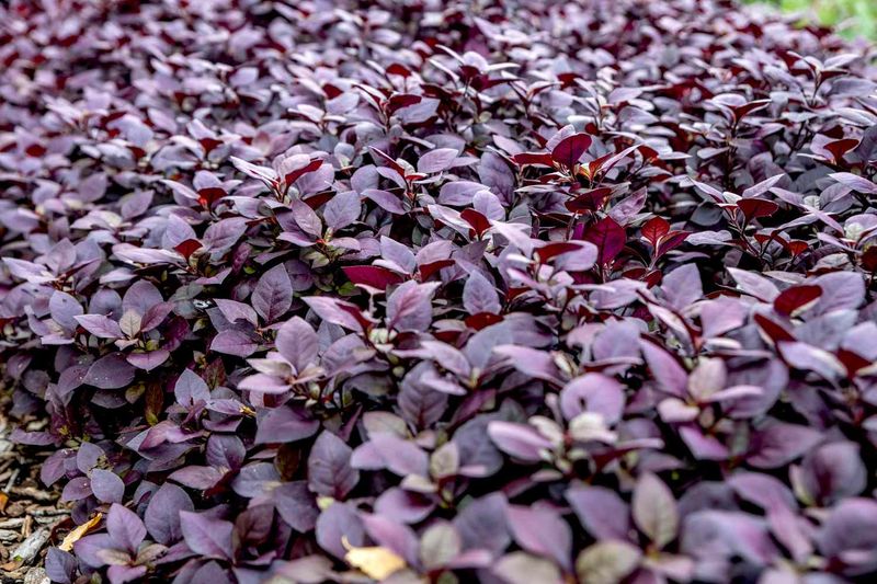 Foliage Plants That Bring Bold Color to Florida Gardens Year-Round 7 Alternanthera