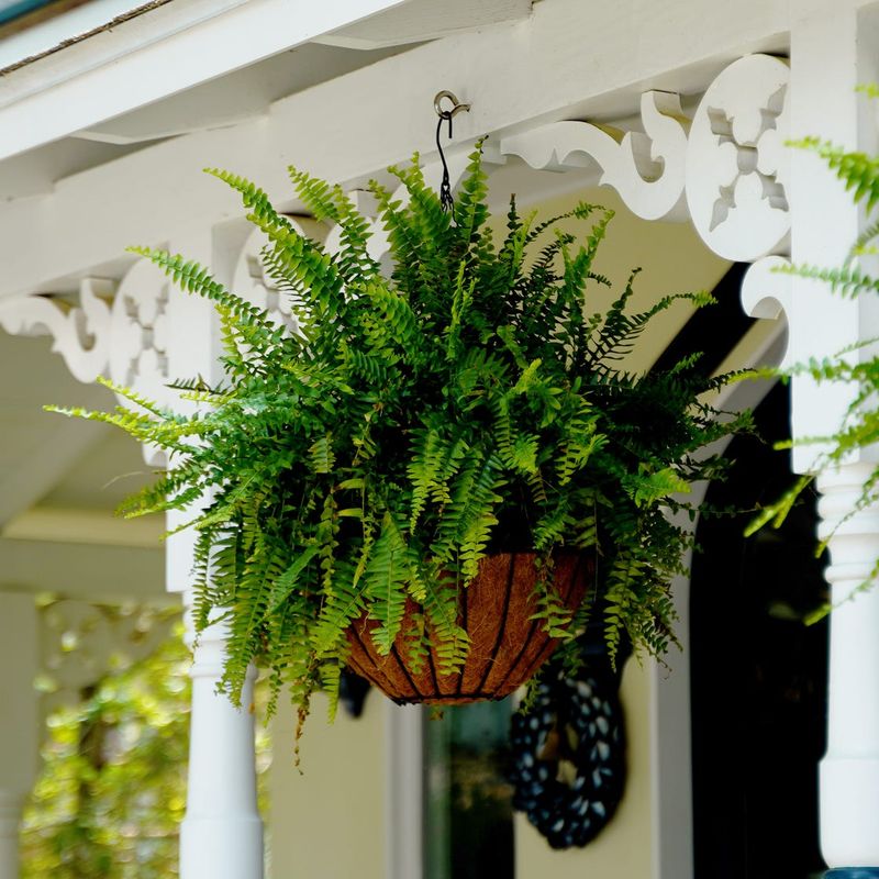Boston Fern