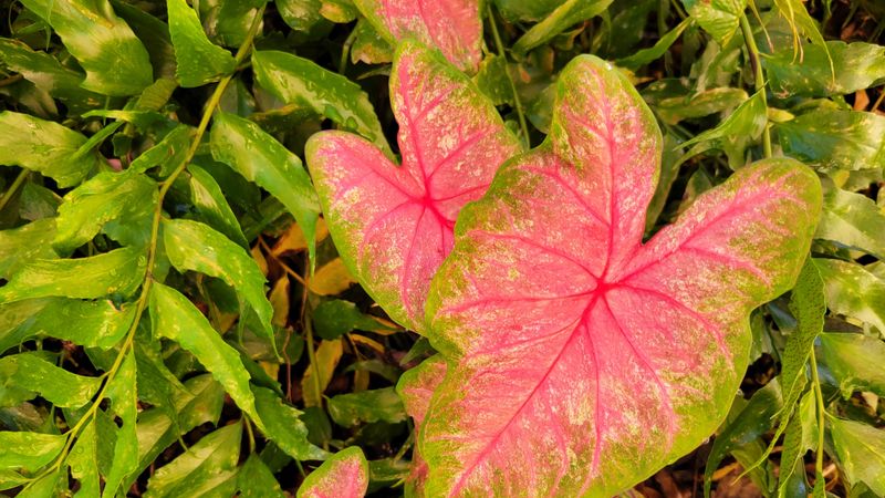 Caladium