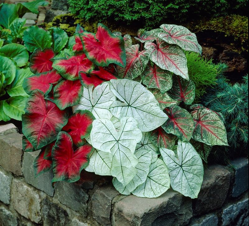 Caladium