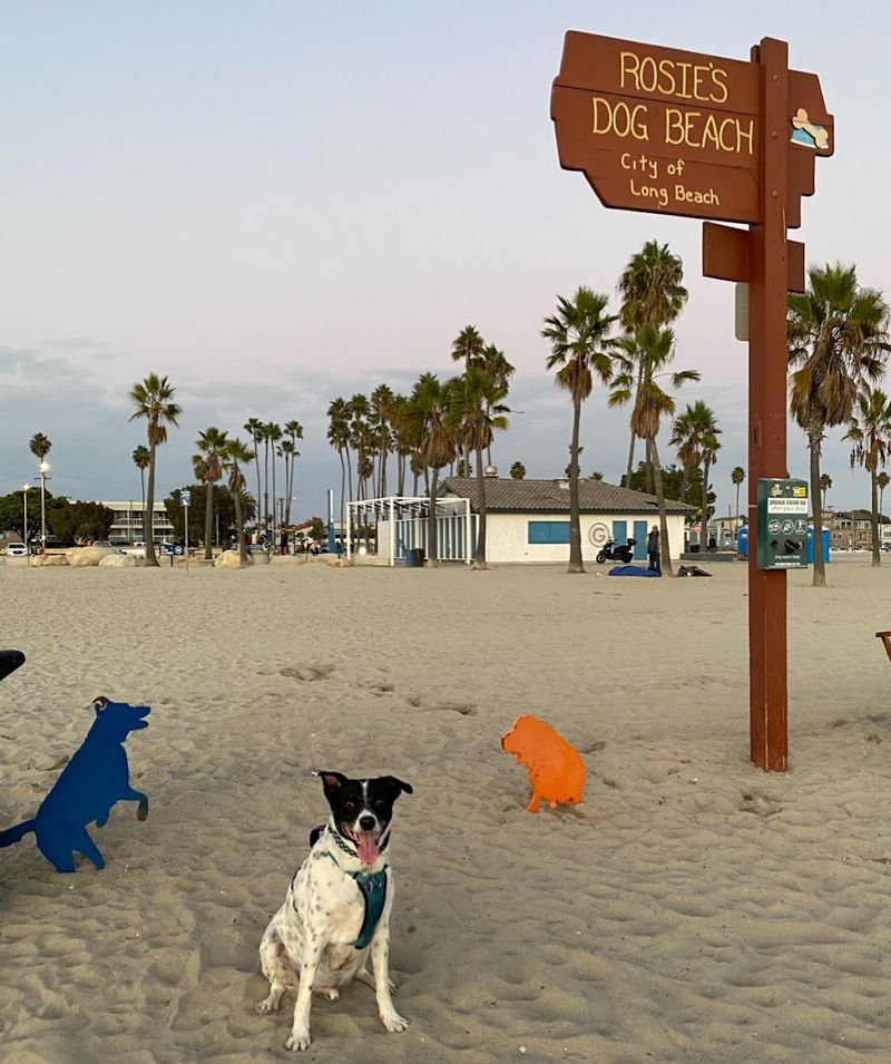 California Dog Beaches That Make Every Trip Better With Your Pup 2 Rosie's Dog Beach - Long Beach, California