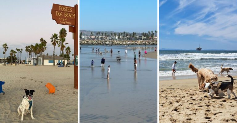 California Dog Beaches That Make Every Trip Better With Your Pup