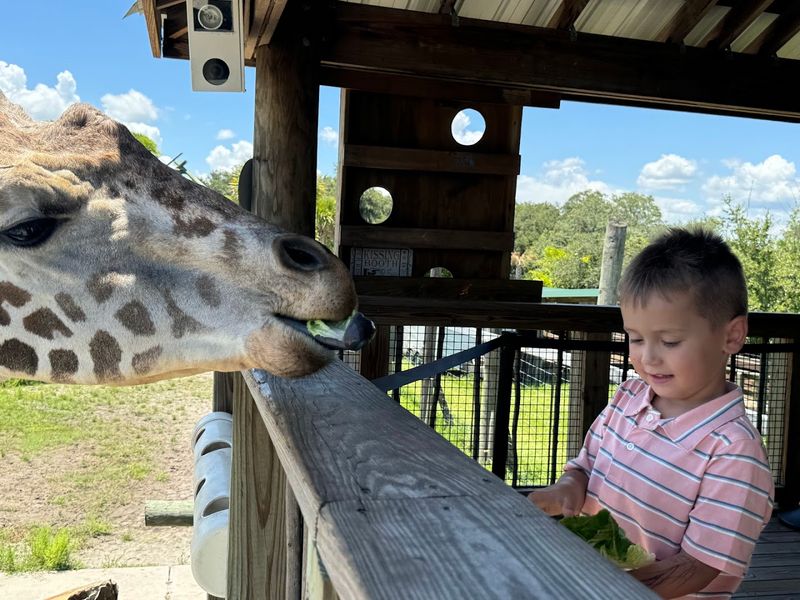 Giraffe Feeding Platform
