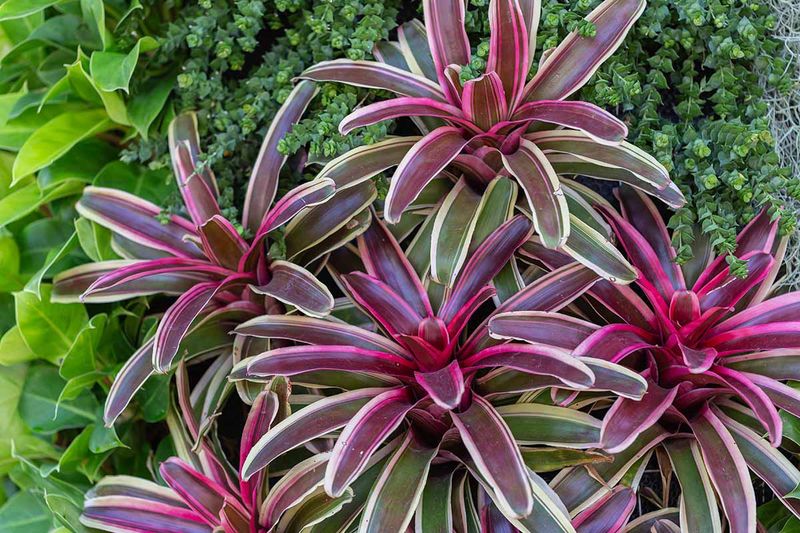 Bromeliads