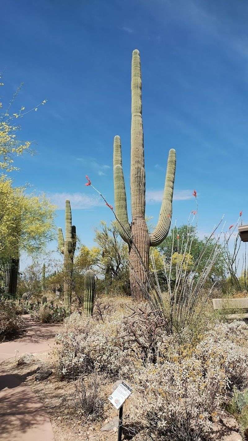 Saguaro National Park - Arizona
