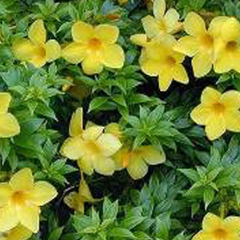 Allamanda