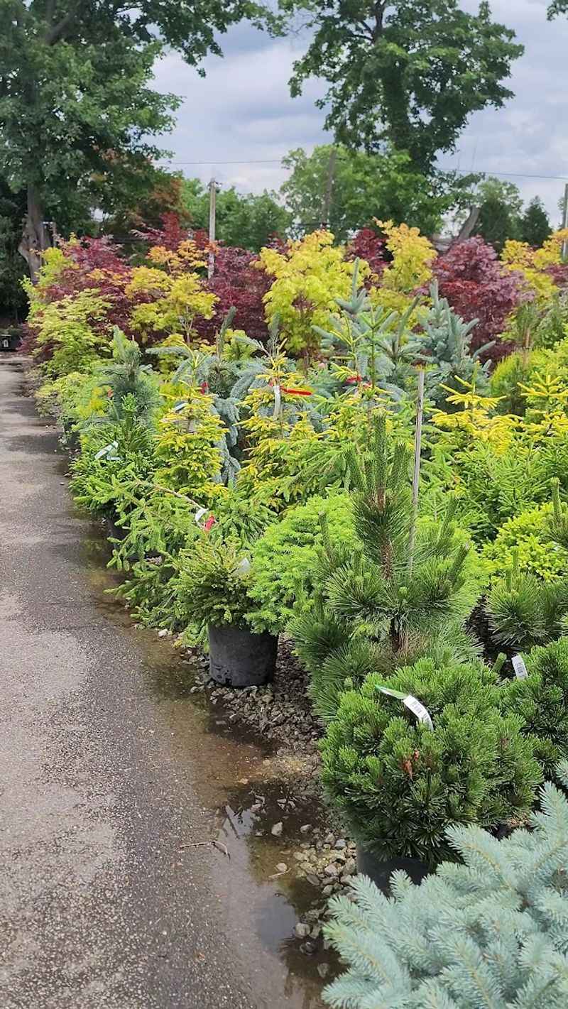 Heat-Tolerant Shrubs That Keep Florida Yards Looking Lush 9 Podocarpus