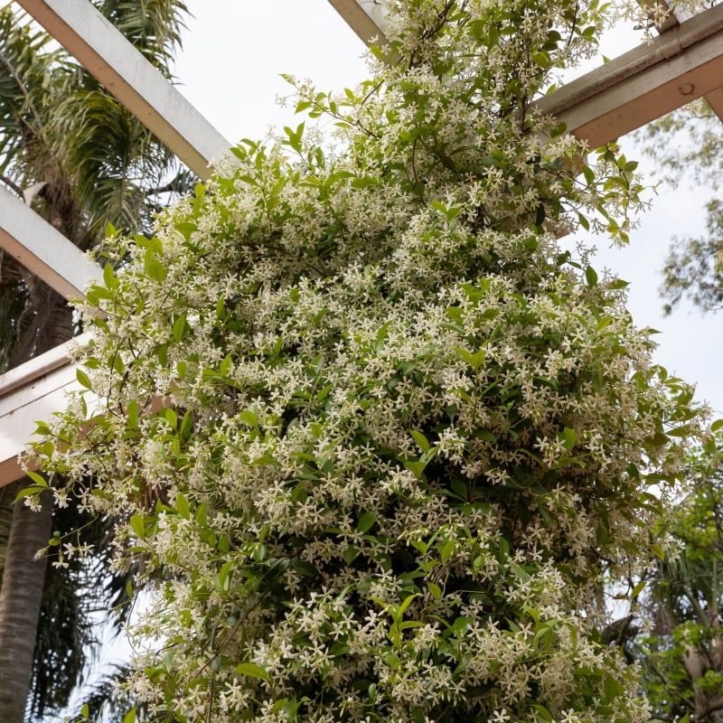 Confederate Jasmine