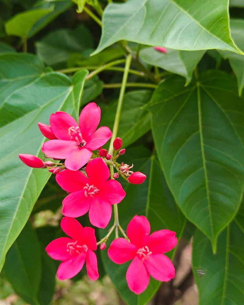 Jatropha