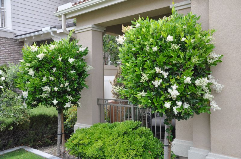 ligustrum japonicum
