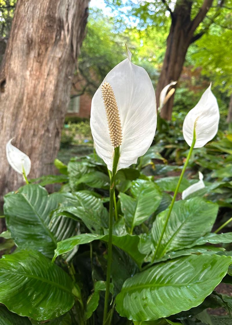Florida Plants That Do Well in the Shade Without Much Attention 3 Peace Lily