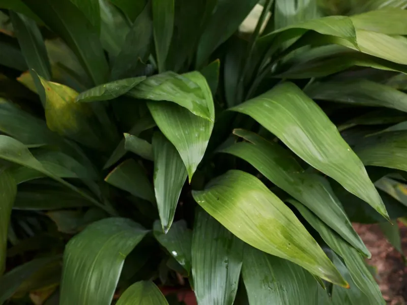Cast Iron Plant
