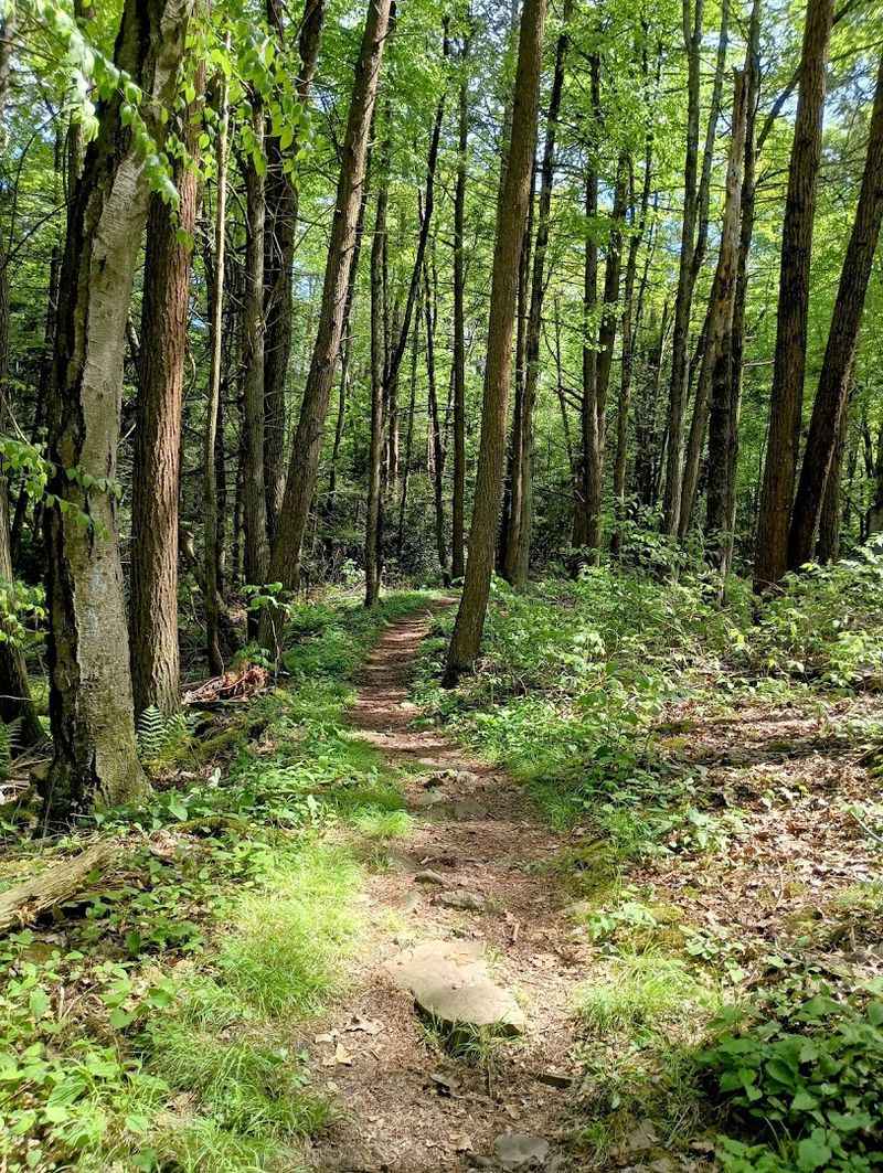 This Little-Known Pennsylvania State Park Feels Like Your Own Private Escape 5 Seasonal Tent Camping That Puts You Right Inside the Forest