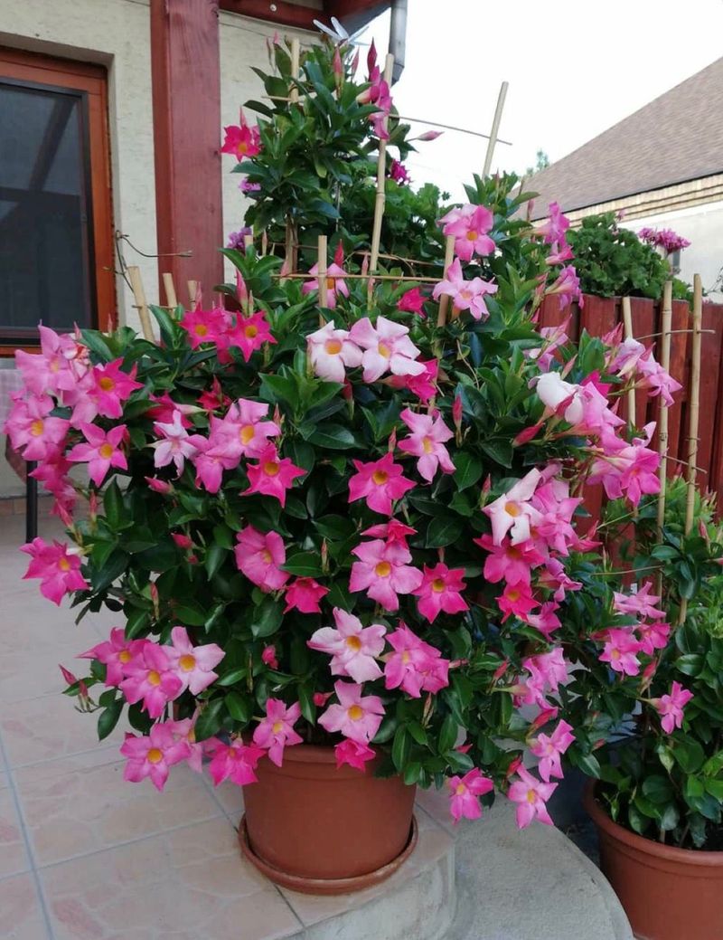 Pink Mandevilla (Mandevilla sanderi)