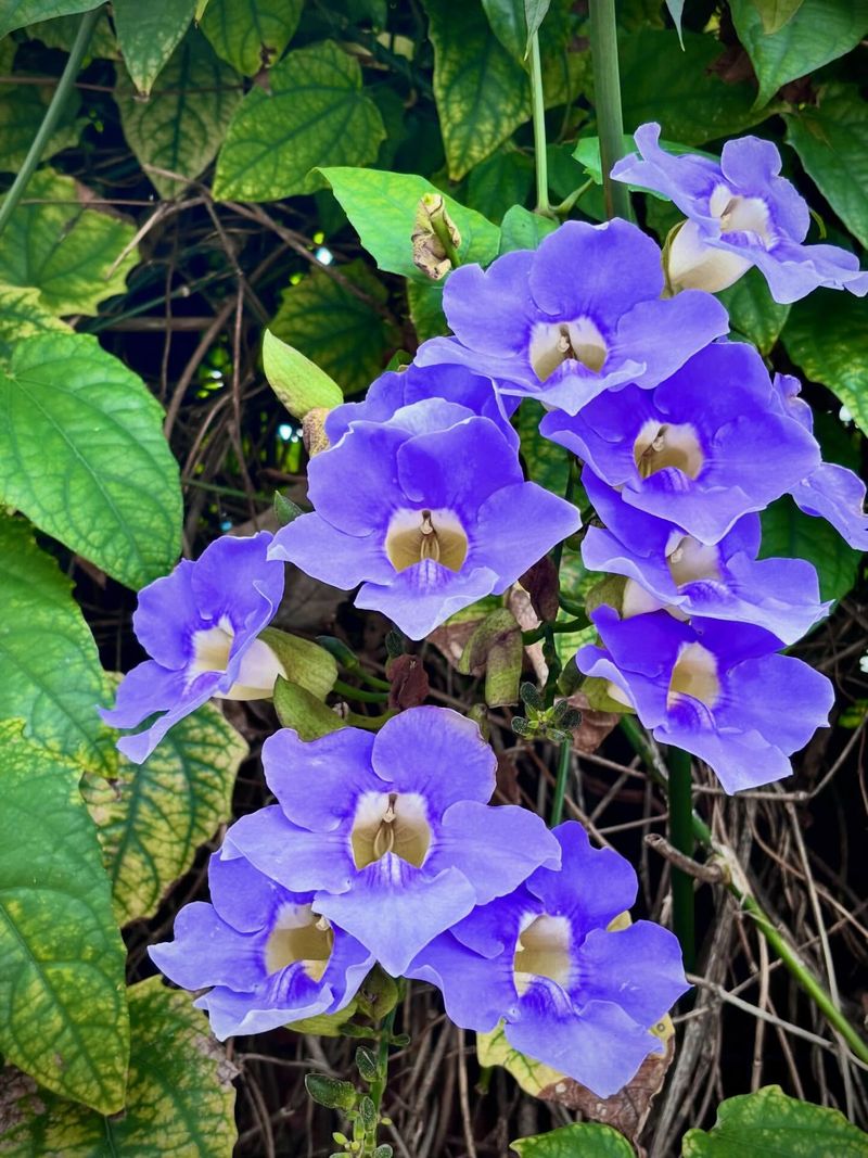 Flowering Vines That Climb Beautifully in Florida Heat 16 Thunbergia Grandiflora