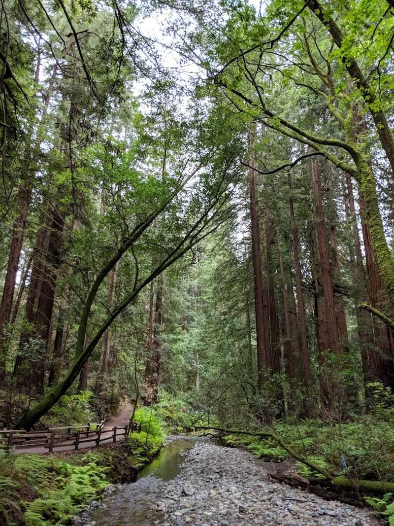 Redwood Creek Trail: The Heart of the 1.5-Mile Experience