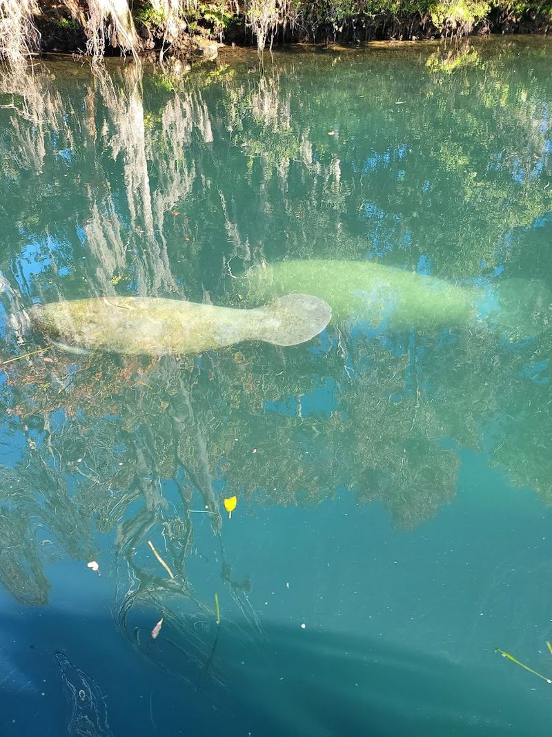 Crystal River - Florida